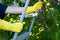 Metal ladder stepladder steps hold hands in yellow rubber gloves, spring harvest work, cherry tree leaves fruit