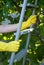 Metal ladder stepladder steps hold hands in yellow rubber gloves, spring harvest work, cherry tree leaves fruit