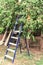 A metal ladder unter an apricot tree. Harvesting fruits in the garden