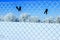 metal mesh with clothespins covered with hoarfrost