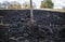 Metal old shovel is stuck into the black soil of the land on the vegetable farm during the autumn agricultural work