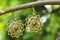 Metal oriental style earrings with mineral gemstone hanging on tree branch