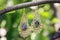 Metal oriental style earrings with mineral gemstone hanging on tree branch