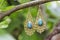 Metal oriental style earrings with mineral moon stone gemstone hanging on tree branch