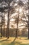 Metal picnic tables in the American park surround by a lot of tree with sun bursting through