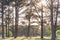 Metal picnic tables in the American park surround by a lot of tree with sun bursting through