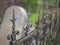 Metal pommel on a lily-shaped fence with blurred background