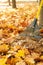 Metal rake, tree trunks and pile of bright yellow maple leaves in autumn