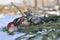 Metal rat. Christmas background. Red Christmas tree toy on a spruce branch in the snow. copyspace. postcard. congratulation. new y