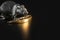 A metal rat figurine holds golden cheese. The concept of well-being and prosperity in 2020. On a black background. space for text