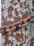 Metal rust pillar and chain, abstract grunge background