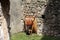 Metal rusted wheelbarrow construction cart leaned on traditional stone house wall in backyard on top of uncut grass