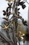 Metal sculpture / public art: Close up detail of a wrought iron flowers in a sculpted gate. 3