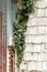 Metal and shingle siding green ivy vine