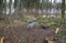 Metal shopping cart stands forgotten in the woods. the customer bought, drove to the spruce forest park. Buy a piece of forest, na