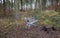 Metal shopping cart stands forgotten in the woods. the customer bought, drove to the spruce forest park. Buy a piece of forest, na