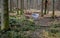 Metal shopping cart stands forgotten in the woods. the customer bought, drove to the spruce forest park. Buy a piece of forest, na