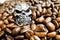 Metal skull in coffee beans