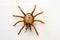 Metal spider with built-in clockwork on white background, steampunk style