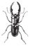 Metal stag beetle, vintage engraving