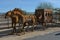 A Metal Stagecoach with horses manes blowing in the breeze