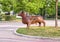 Metal steel sculpture of a bull standing in a grass island in a parking lot in Dallas, Texas.