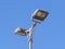 Metal street light with alogen lamp