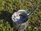 Metal titanium mug full of oatmeal, porridge with ripe blue berries of European blueberry and almonds, lying on the