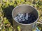 Metal titanium mug full of ripe blue berries of European blueberry or bilberry, lying on the green forest ground in