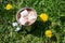 Metal touristic mug of cocoa with marshmallow among green grass. Nature and tourism concept.