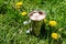 Metal touristic mug of cocoa with marshmallow among green grass. Nature and tourism concept.