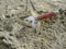 A metal trowel with a red handle sticks out of a dry sand-cement mortar