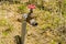 Metal water spigot with red tap in ground