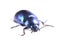 Metallic blue beetle