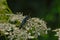 Metallic blue false oil beetle on a cow parsley flower