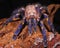 Metallic blue Peacock Gooty Sapphire Ornamental Tarantula