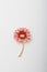 Metallic brooch in shape of flower with golden stem and coral petals, pin on white background, bijouterie, jewelry close up