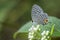 Metallic Caerulean butterfly - Jamides alecto