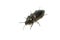 Metallic click beetle selatosomus aeneus