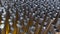 Metallic cylindrical tubes abstract background.