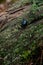 Metallic dor beetle (Anoplotrupes stercorosus) crawling on a tree trunk covered in moss