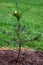 Metallic gold Christmas ornament on a small newly planted evergreen tree in a park