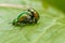 Metallic green beetles mating