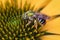 Metallic green Bicolored Sweat Bee Agapostemon virescens on yellow coneflower