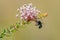 Metallic Green Carpenter Bee polinating the tiny grevillea flowers on a shrub in the Australian bush