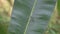 A metallic green long legged fly sitting on top of a leaf and fly away suddenly