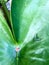 Metallic green longlegged fly on lotus leaf