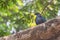 Metallic Green Nicobar Pigeon Bird .