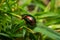 Metallic green, shiny leaf beetle (Chrysomelidae