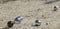 Metallic petanque three balls and a small wood jack